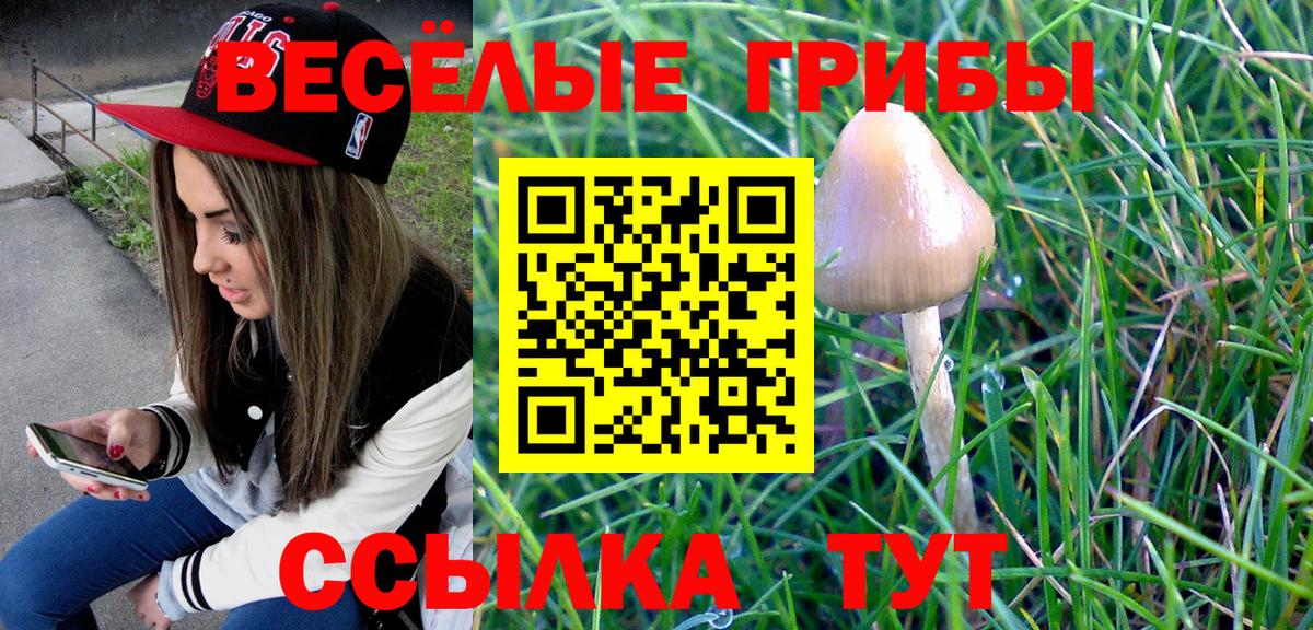 Галлюциногенные грибы Psilocybe Бийск